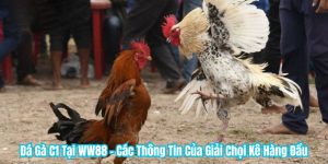 Đá Gà C1 Tại WW88 - Các Thông Tin Của Giải Chọi Kê Hàng Đầu
