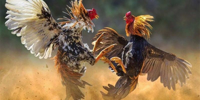 Một số yếu tố ảnh hưởng đến kết quả trận đấu